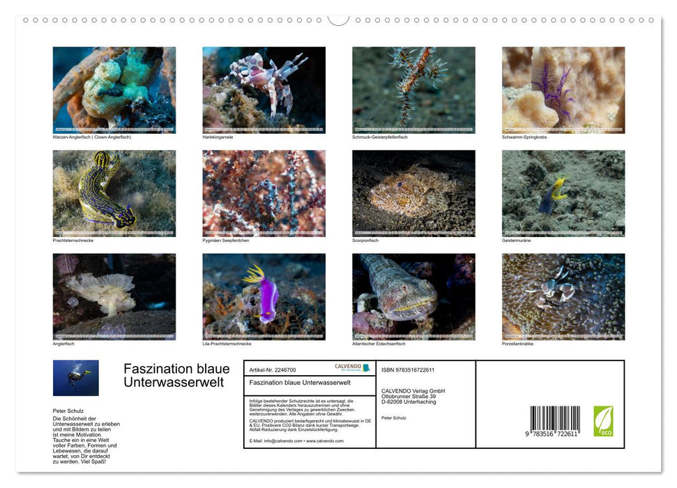 Faszination blaue Unterwasserwelt (CALVENDO Premium Wandkalender 2026)