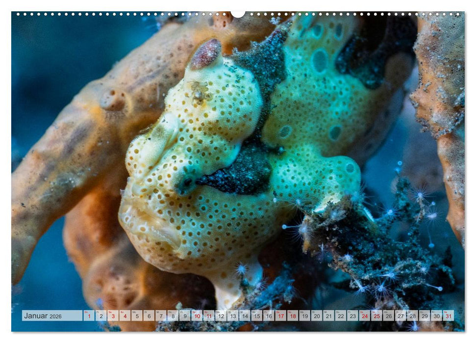 Faszination blaue Unterwasserwelt (CALVENDO Premium Wandkalender 2026)