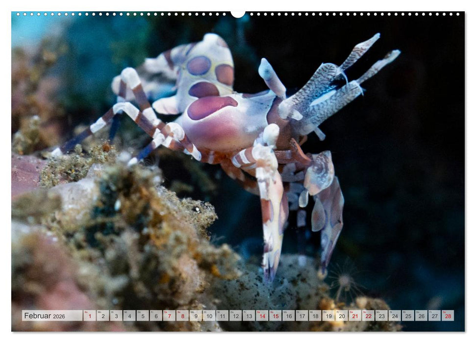 Faszination blaue Unterwasserwelt (CALVENDO Premium Wandkalender 2026)