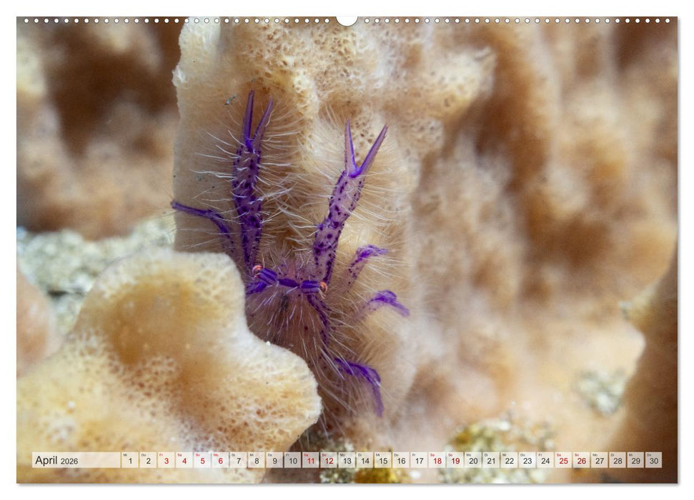 Faszination blaue Unterwasserwelt (CALVENDO Premium Wandkalender 2026)