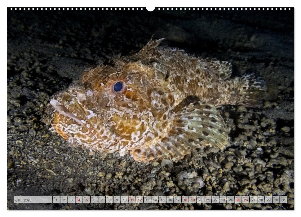 Faszination blaue Unterwasserwelt (CALVENDO Premium Wandkalender 2026)
