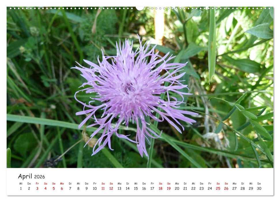 Über die Alpen - Auf dem E5 von Oberstdorf nach Meran (CALVENDO Wandkalender 2026)