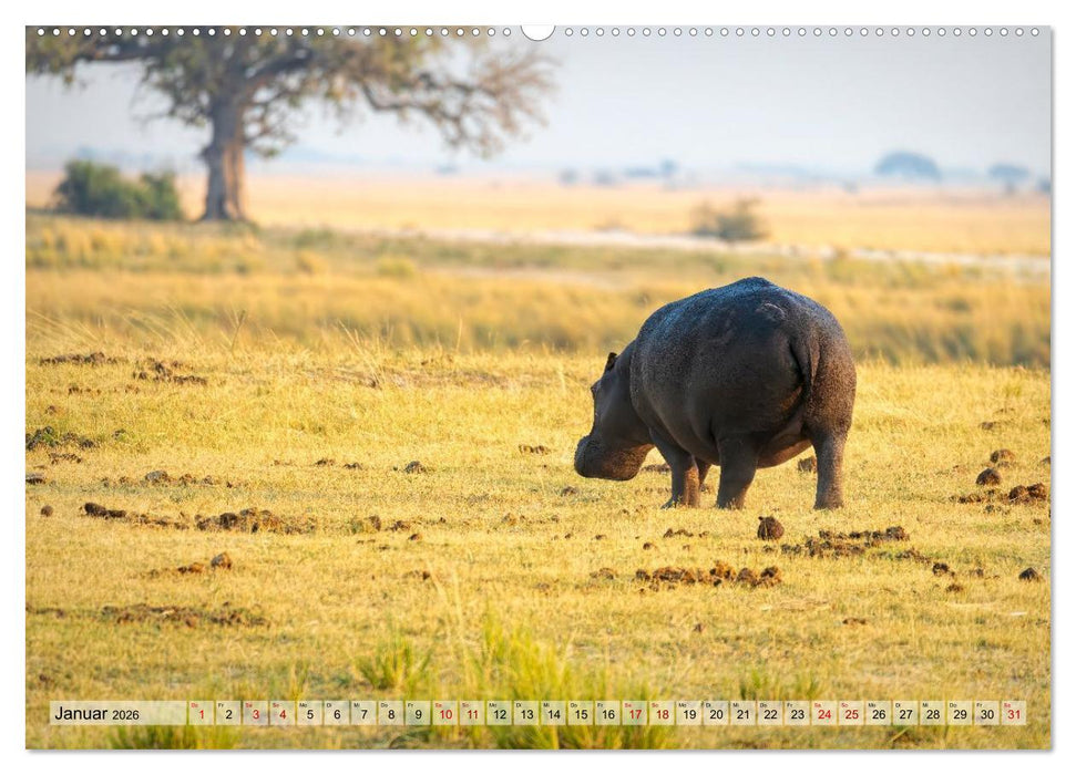 Namibia - Simbabwe - Botswana Leben zwischen Wüste und Wildnis (CALVENDO Wandkalender 2026)