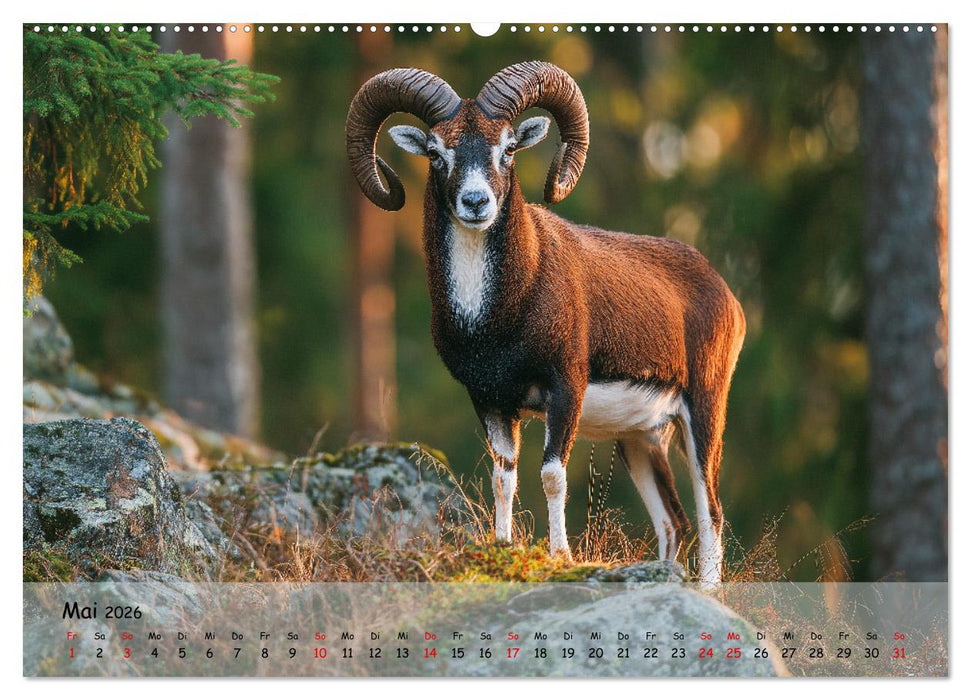 Jagd und Natur - Kalender für Jäger mit Wildtieren Deutschlands im Jahreslauf (CALVENDO Wandkalender 2026)