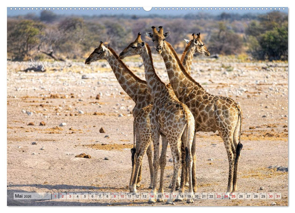 Namibia - Simbabwe - Botswana Leben zwischen Wüste und Wildnis (CALVENDO Premium Wandkalender 2026)