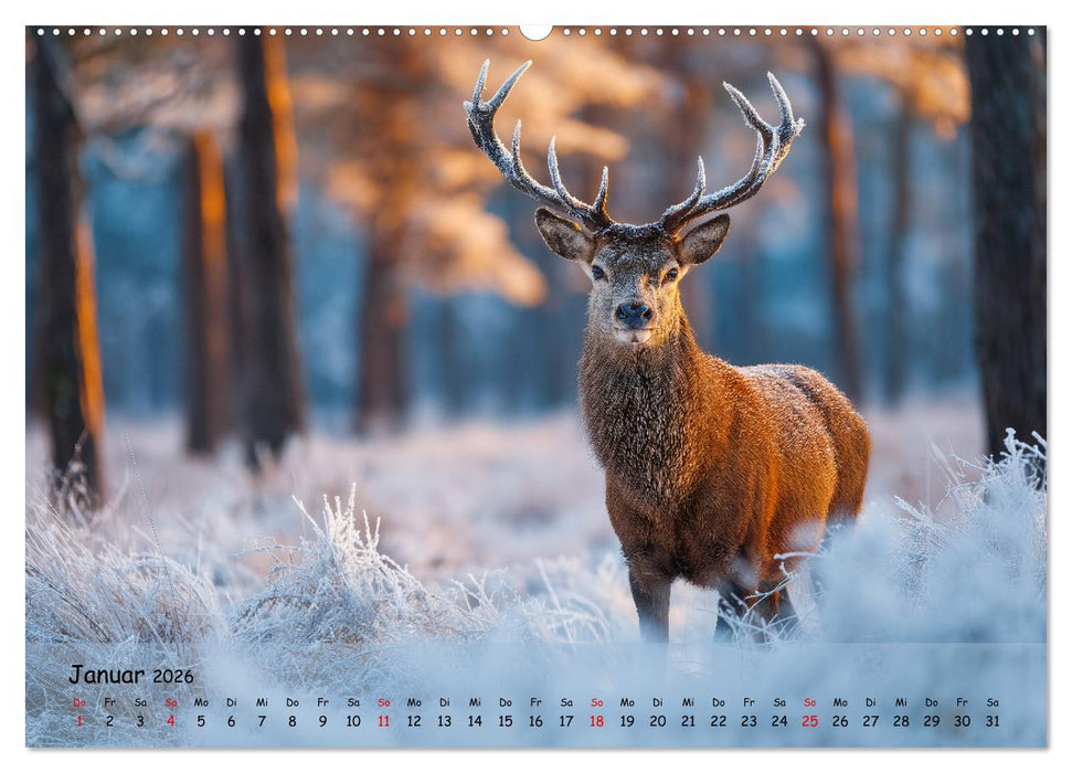 Jagd und Natur - Kalender für Jäger mit Wildtieren Deutschlands im Jahreslauf (CALVENDO Premium Wandkalender 2026)