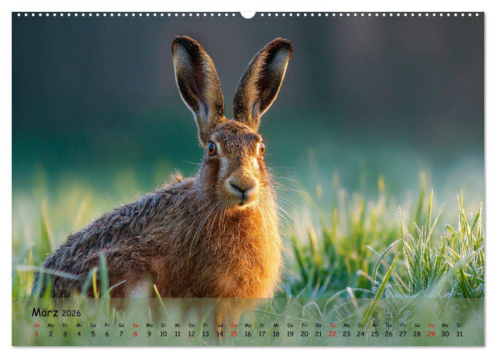 Jagd und Natur - Kalender für Jäger mit Wildtieren Deutschlands im Jahreslauf (CALVENDO Premium Wandkalender 2026)