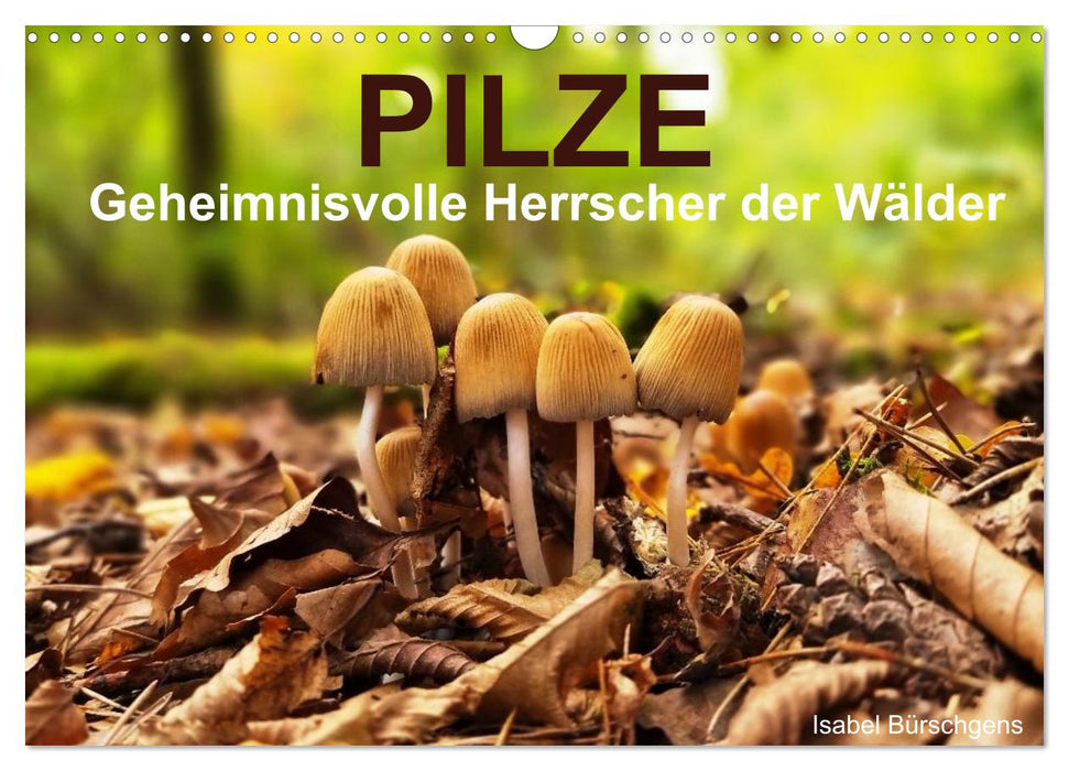 Pilze - Geheimnisvolle Herrscher der Wälder (CALVENDO Wandkalender 2026)