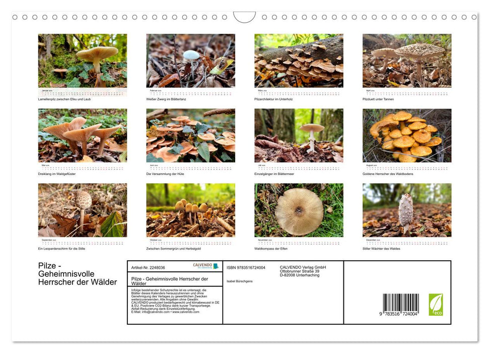 Pilze - Geheimnisvolle Herrscher der Wälder (CALVENDO Wandkalender 2026)