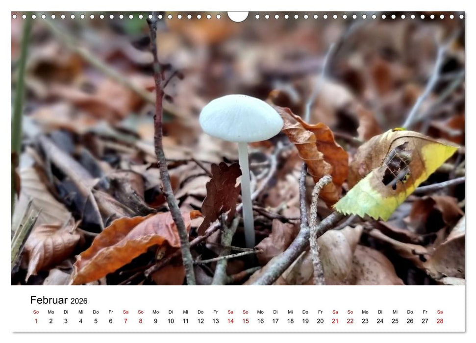 Pilze - Geheimnisvolle Herrscher der Wälder (CALVENDO Wandkalender 2026)