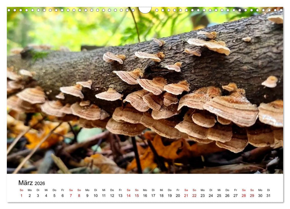 Pilze - Geheimnisvolle Herrscher der Wälder (CALVENDO Wandkalender 2026)