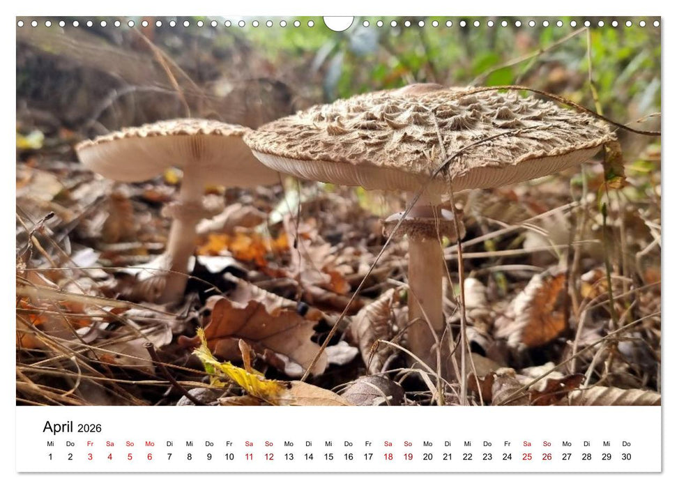 Pilze - Geheimnisvolle Herrscher der Wälder (CALVENDO Wandkalender 2026)