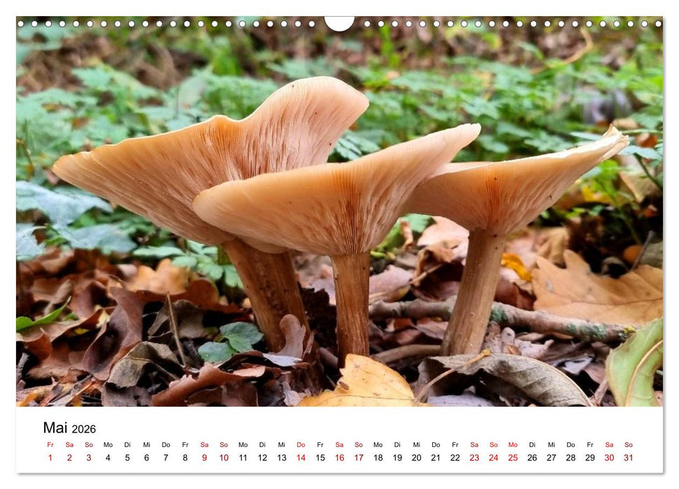 Pilze - Geheimnisvolle Herrscher der Wälder (CALVENDO Wandkalender 2026)