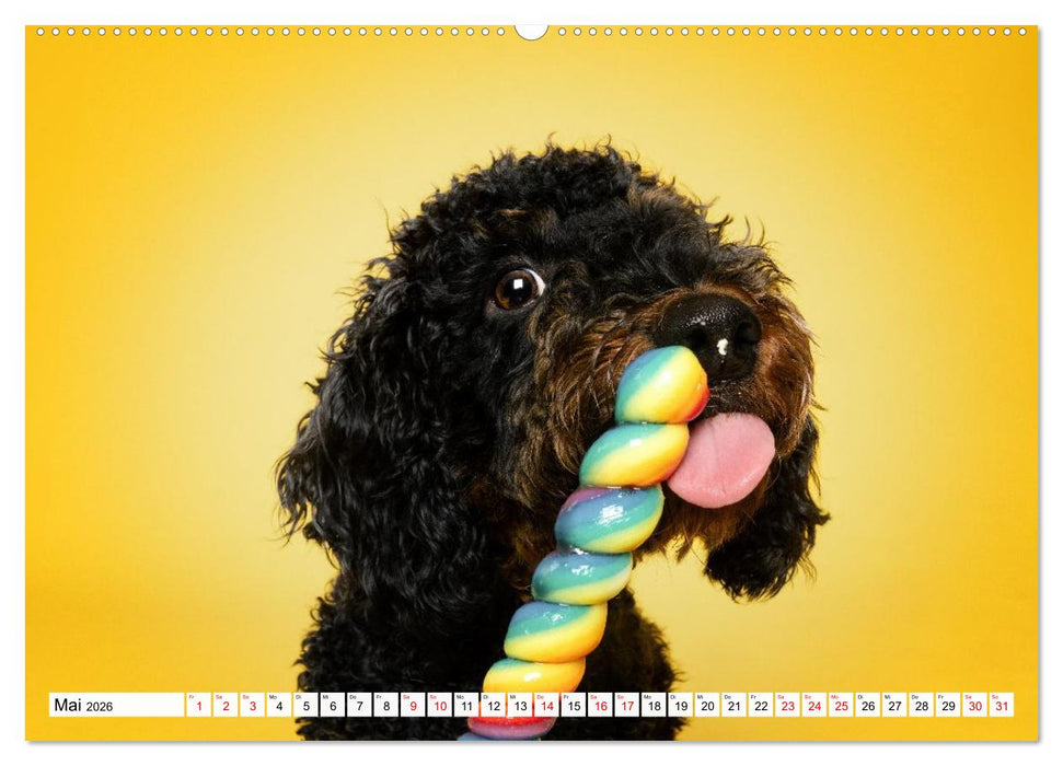 Hunde im Naschparadies (CALVENDO Wandkalender 2026)