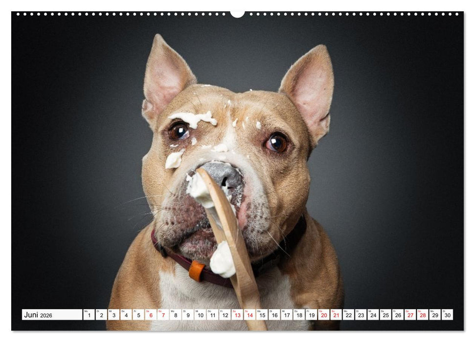 Hunde im Naschparadies (CALVENDO Wandkalender 2026)