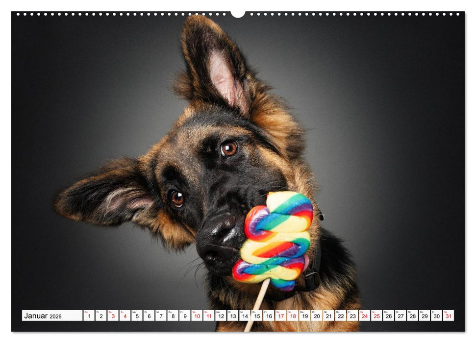 Hunde im Naschparadies (CALVENDO Premium Wandkalender 2026)