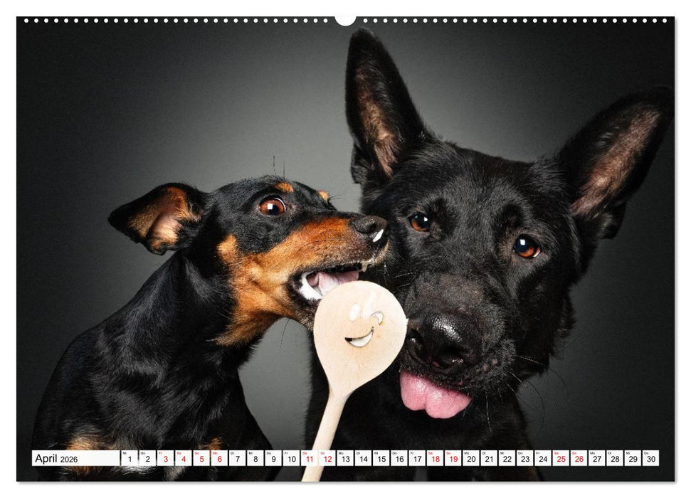 Hunde im Naschparadies (CALVENDO Premium Wandkalender 2026)