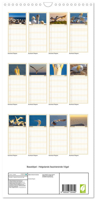 Basstölpel - Helgolands faszinierende Vögel (CALVENDO Familienplaner 2026)
