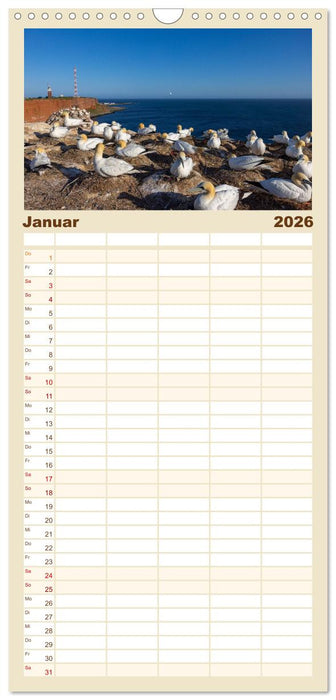 Basstölpel - Helgolands faszinierende Vögel (CALVENDO Familienplaner 2026)