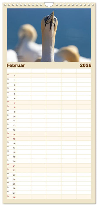 Basstölpel - Helgolands faszinierende Vögel (CALVENDO Familienplaner 2026)