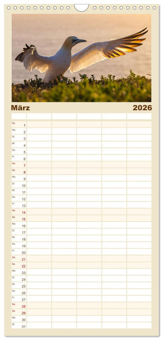 Basstölpel - Helgolands faszinierende Vögel (CALVENDO Familienplaner 2026)