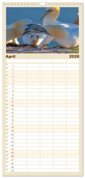 Basstölpel - Helgolands faszinierende Vögel (CALVENDO Familienplaner 2026)