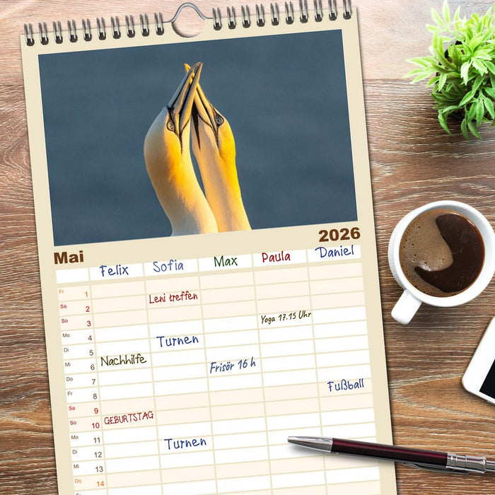 Basstölpel - Helgolands faszinierende Vögel (CALVENDO Familienplaner 2026)