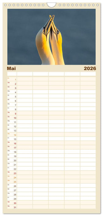 Basstölpel - Helgolands faszinierende Vögel (CALVENDO Familienplaner 2026)