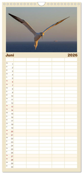 Basstölpel - Helgolands faszinierende Vögel (CALVENDO Familienplaner 2026)