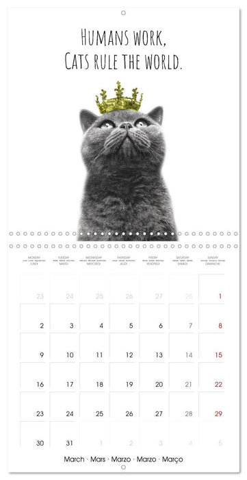 Purrfectly Cool Cats (CALVENDO Monthly Calendar 2026)