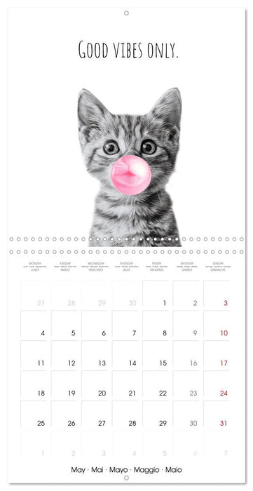 Purrfectly Cool Cats (CALVENDO Monthly Calendar 2026)