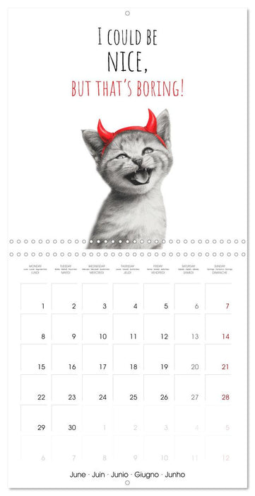 Purrfectly Cool Cats (CALVENDO Monthly Calendar 2026)