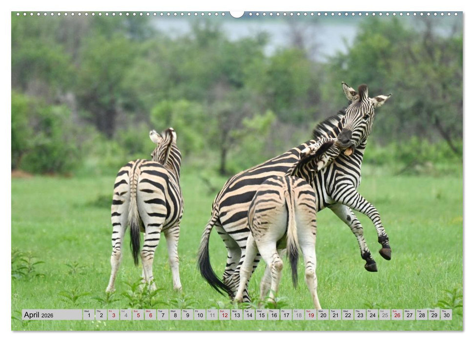 Impressions of South African National Parks (CALVENDO Monthly Calendar 2026)