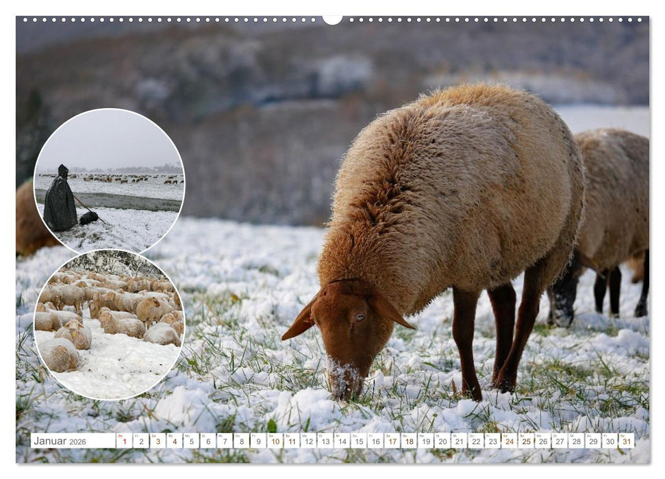 Weidetiere - Landschaftsgestalter seit Jahrhunderten (CALVENDO Wandkalender 2026)