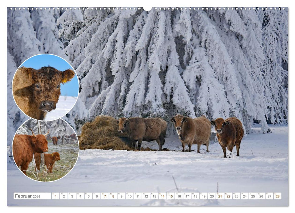 Weidetiere - Landschaftsgestalter seit Jahrhunderten (CALVENDO Wandkalender 2026)