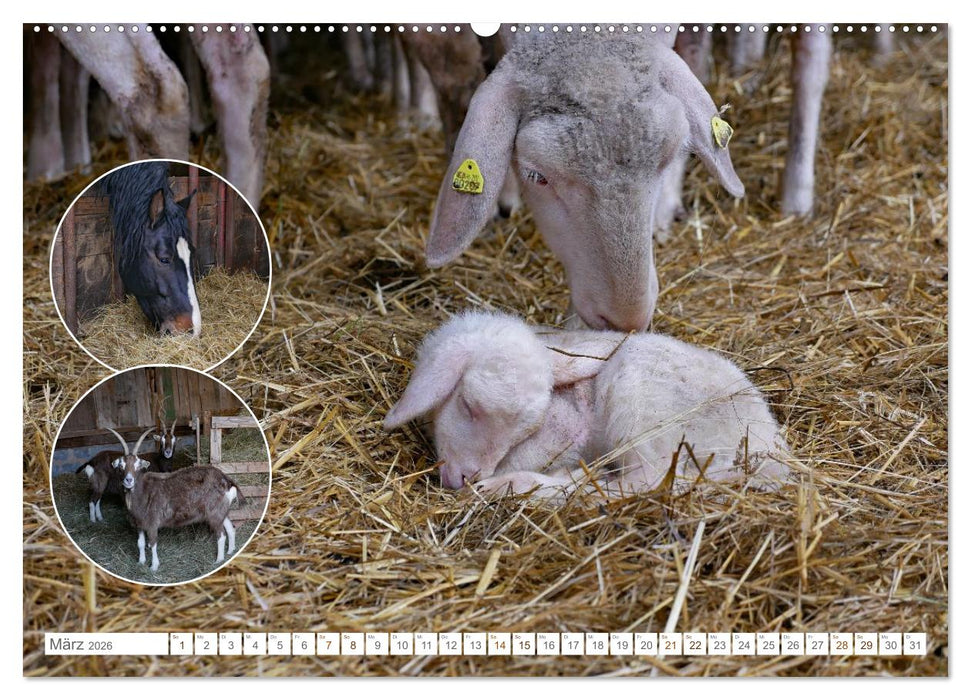 Weidetiere - Landschaftsgestalter seit Jahrhunderten (CALVENDO Wandkalender 2026)