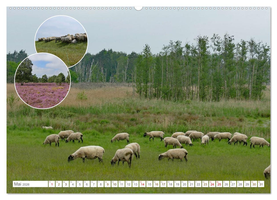 Weidetiere - Landschaftsgestalter seit Jahrhunderten (CALVENDO Wandkalender 2026)