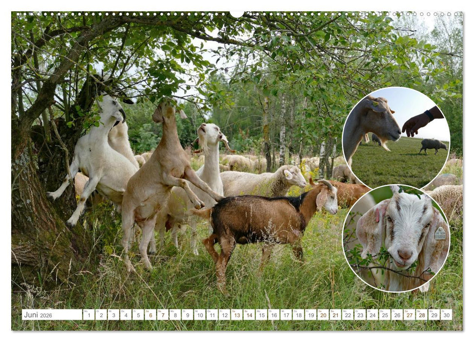 Weidetiere - Landschaftsgestalter seit Jahrhunderten (CALVENDO Wandkalender 2026)
