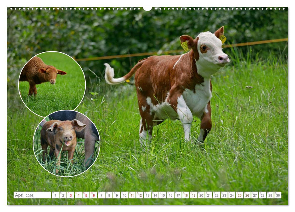 Weidetiere - Landschaftsgestalter seit Jahrhunderten (CALVENDO Premium Wandkalender 2026)