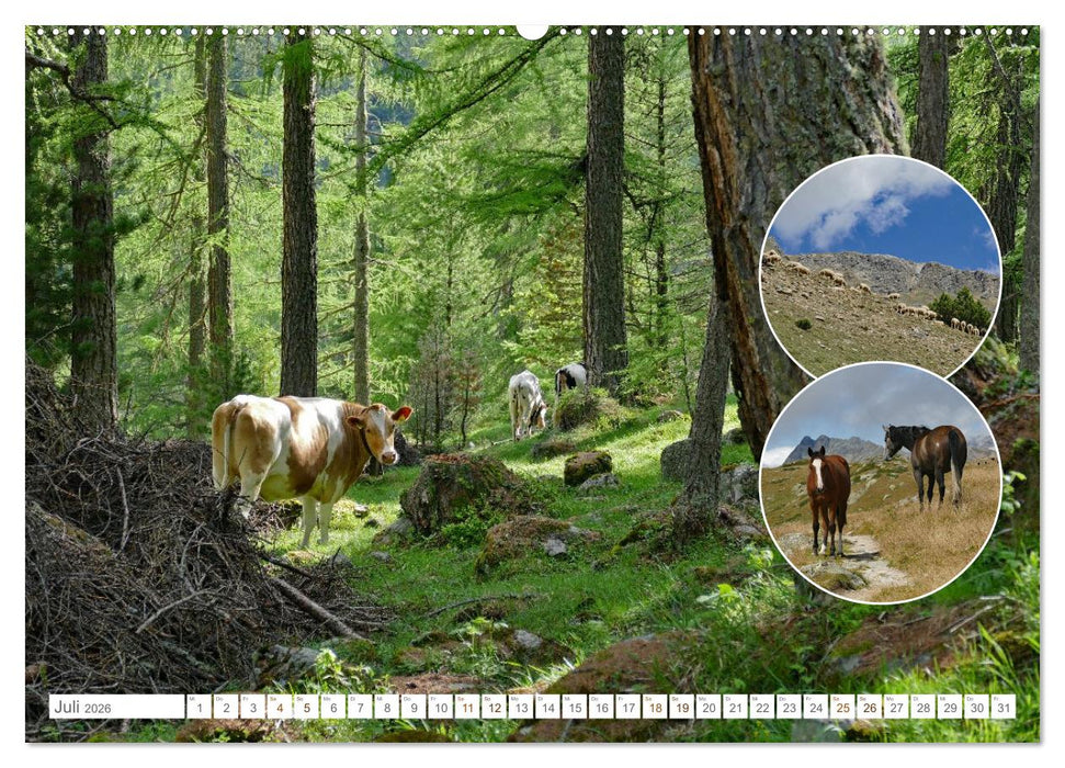 Weidetiere - Landschaftsgestalter seit Jahrhunderten (CALVENDO Premium Wandkalender 2026)