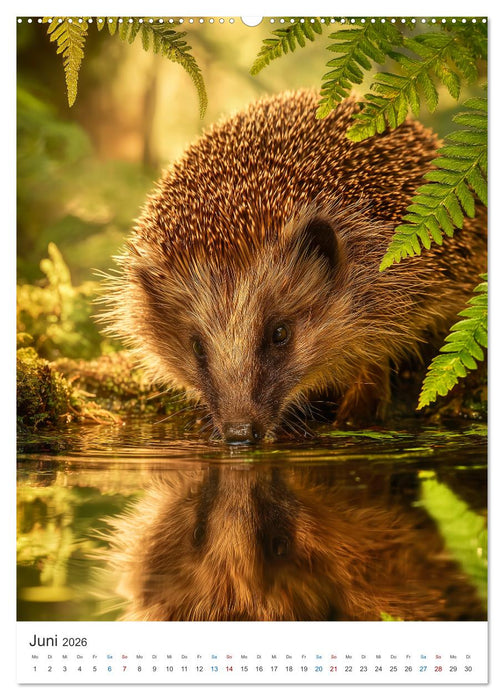 Wild und Wundervoll (CALVENDO Premium Wandkalender 2026)