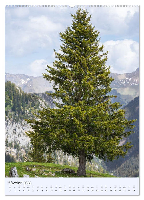 Arbres solitaires (CALVENDO Calendrier mensuel 2026)