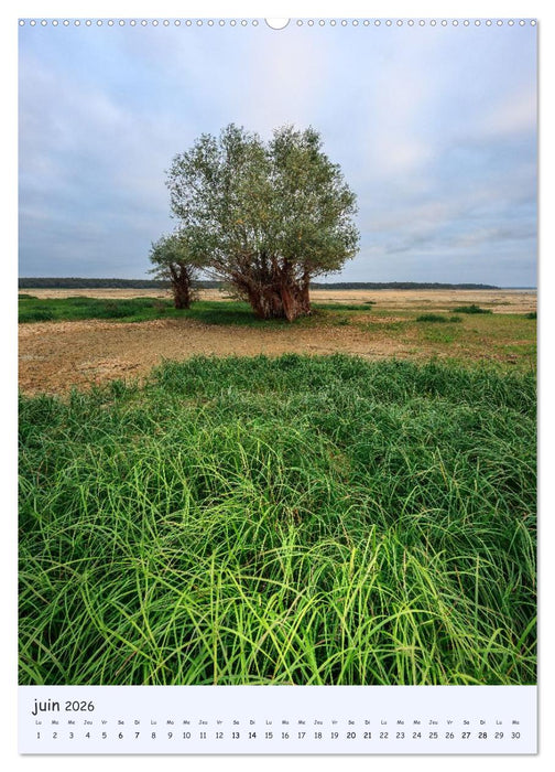 Arbres solitaires (CALVENDO Calendrier mensuel 2026)