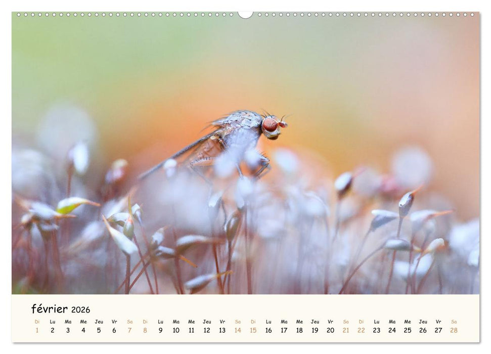 Nos amis les insectes (CALVENDO Calendrier mensuel 2026)