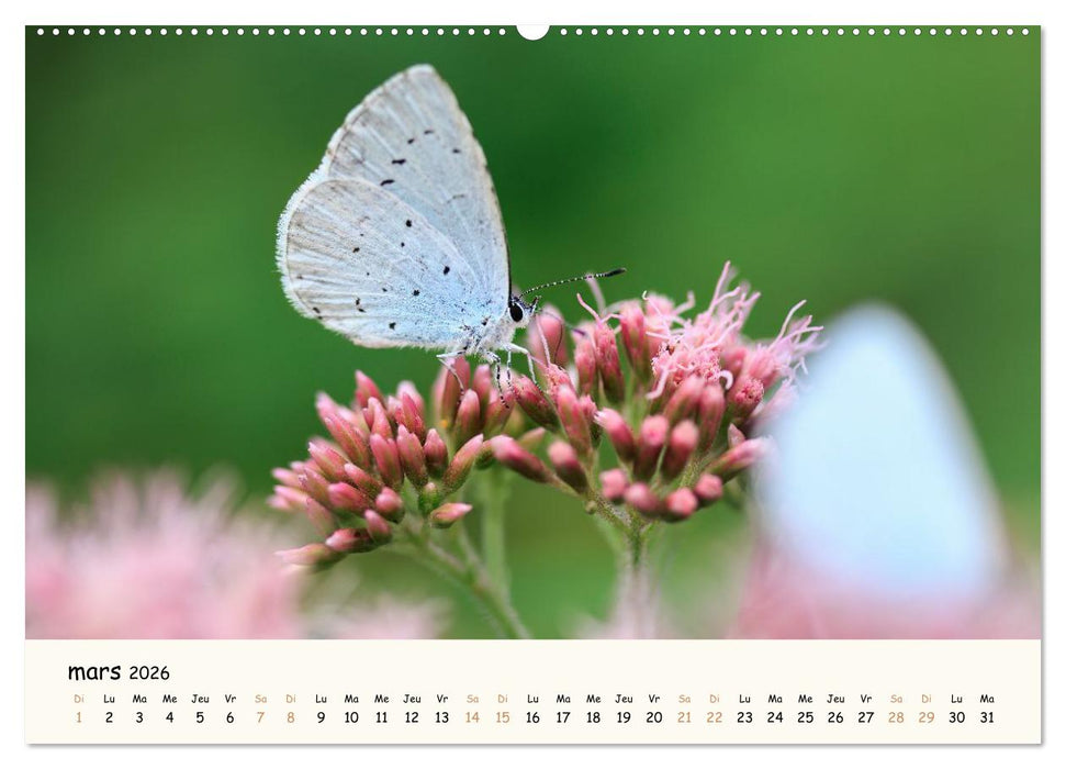 Nos amis les insectes (CALVENDO Calendrier mensuel 2026)