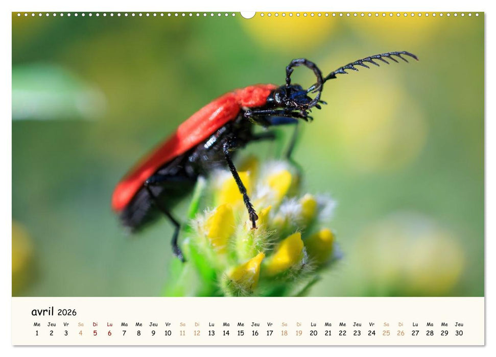 Nos amis les insectes (CALVENDO Calendrier mensuel 2026)