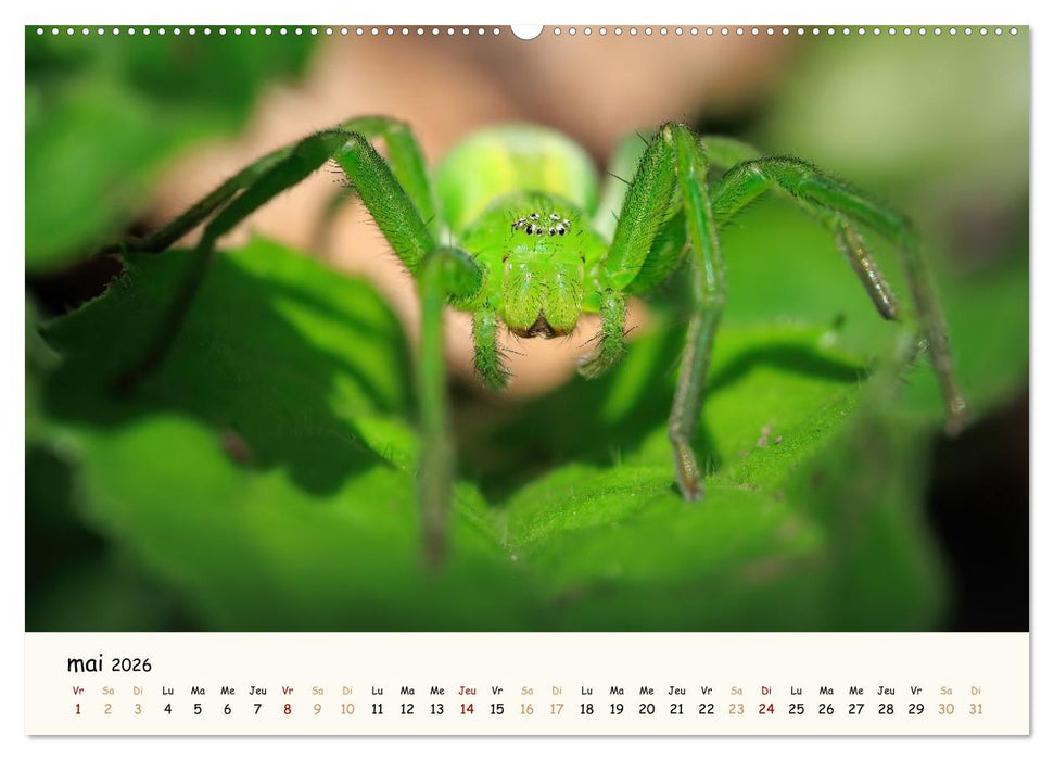 Nos amis les insectes (CALVENDO Calendrier mensuel 2026)