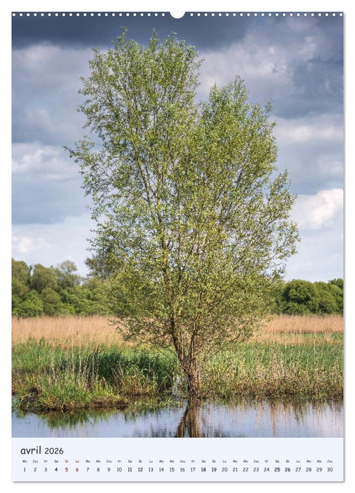 Arbres solitaires (CALVENDO Calendrier supérieur 2026)