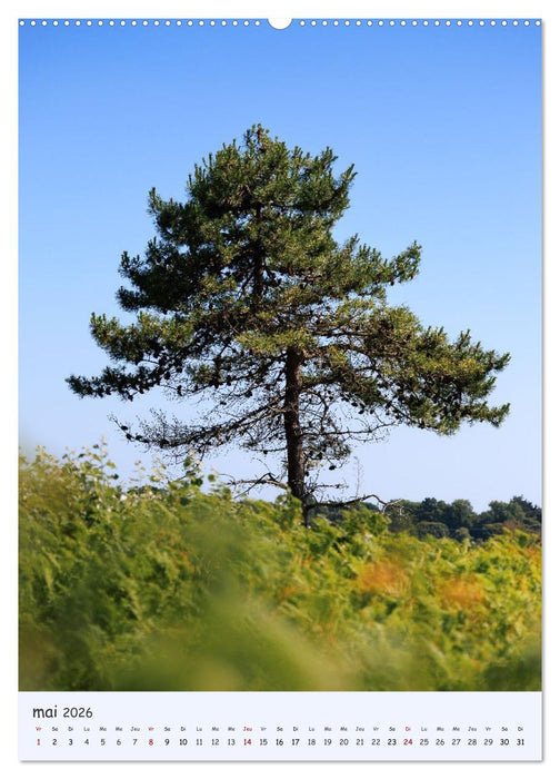 Arbres solitaires (CALVENDO Calendrier supérieur 2026)