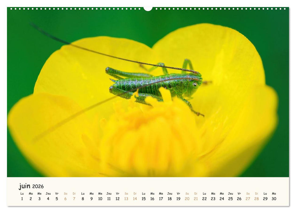 Nos amis les insectes (CALVENDO Calendrier supérieur 2026)